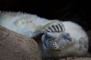 Fot. greenzowie / Flickr