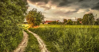 Obrazy Górnego Śląska (#13): Prądy i Siedliska w Borach Niemodlińskich Obrazy Górnego Śląska (#13): Prądy i Siedliska w Borach Niemodlińskich
